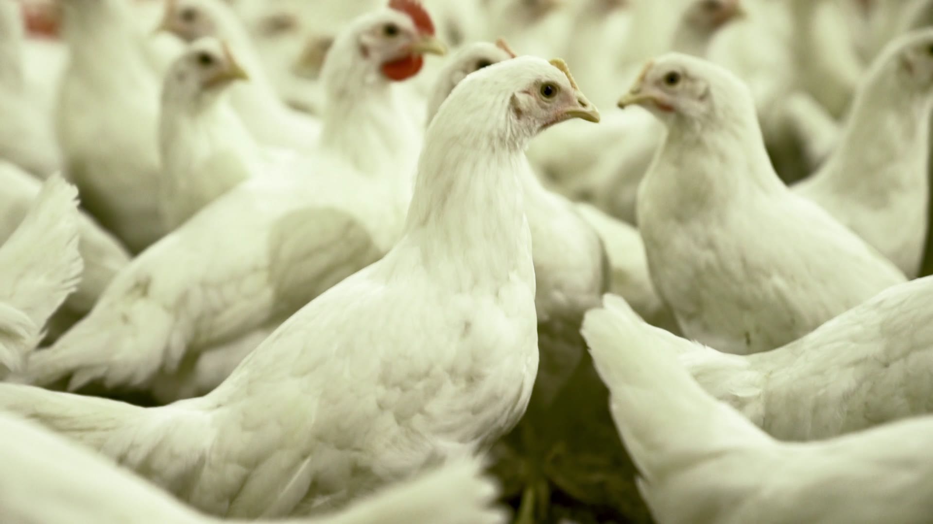 White broiler chickens in a commercial poultry house